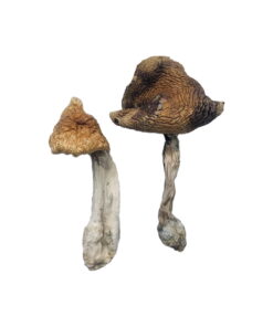 Buy Hawaiian Magic Mushrooms Online, Hawaiian is known for higher potency Glasgow, As it was selectively developed by Pacific Exotica Spora UK